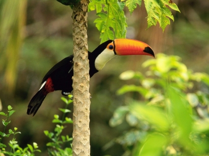 Toco toucan wallpaper burung hewan