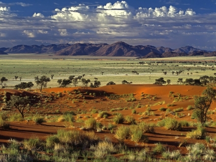 Tok tokkie désert fond d'écran paysage nature