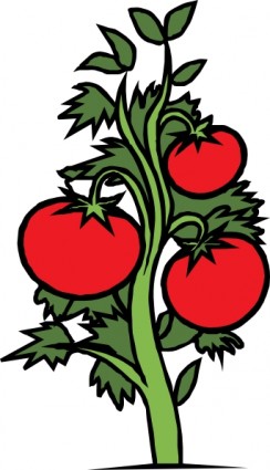 clipart de tomate plante