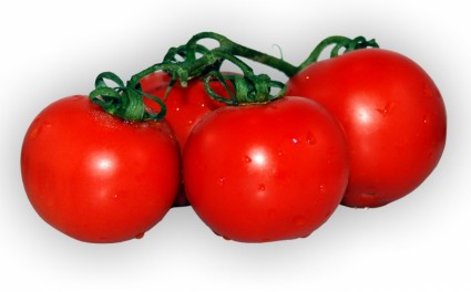 rouge de plant de tomate