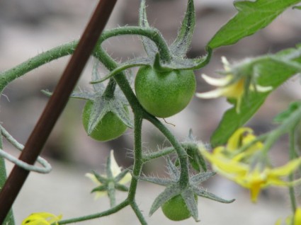 Grüne Tomaten Pflanze