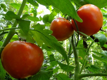 西红柿番茄藤