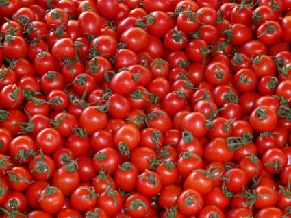 빨간 토마토 야채