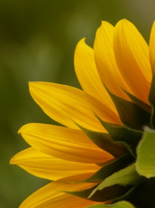 lidah bunga matahari bunga helianthus annuus