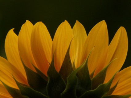 lidah bunga matahari bunga helianthus annuus