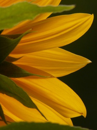 langue fleur soleil fleur helianthus annuus