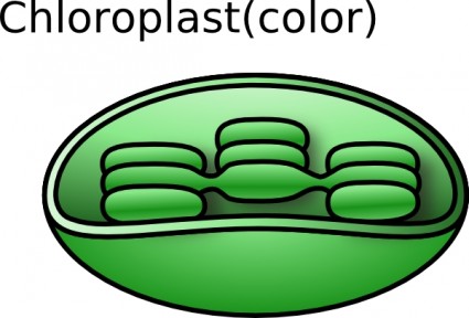 TORISAN prediseñadas de cloroplasto