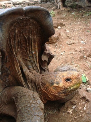 Schildkröte Sattelschwein Natur