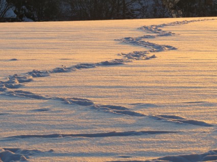 tracce della neve vicolo della neve