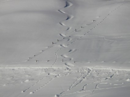 traces Harfang des neiges