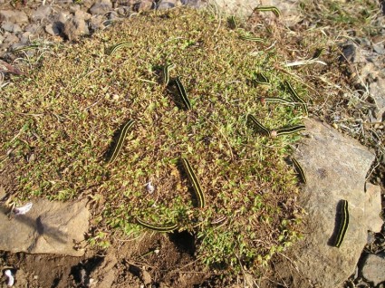 pista de grama de larvas