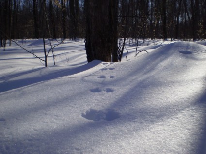 Wanderweg im Schnee