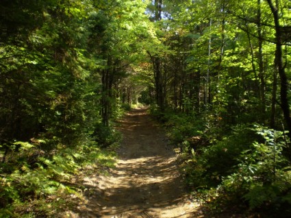 Wanderweg im Wald