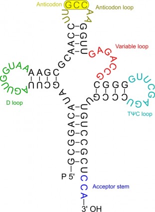 ARN de transfert