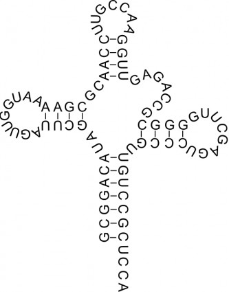 ARN de transferencia