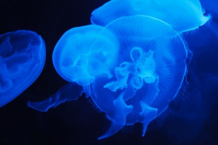 Medusa azul translúcido