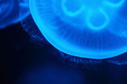 полупрозрачные медузы