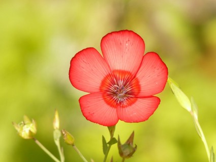반투명 빨간색 lein 꽃