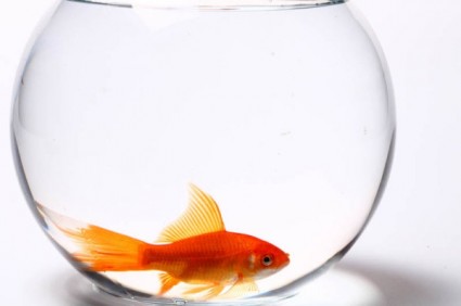 cristal transparente peces tanque y rojo goldfish imágenes hd