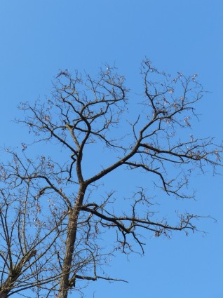 branches d'arbres esthétique