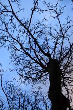 شجرة وأزرق السماء
