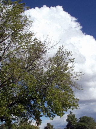 árvores e nuvens