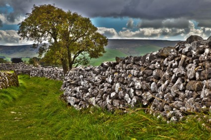 muro di pietra e albero