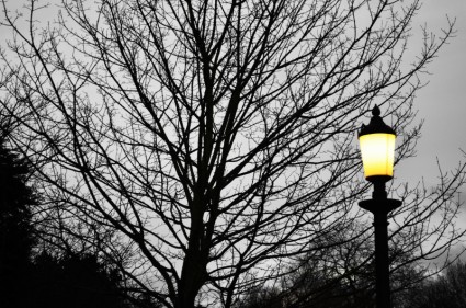 樹和街道照明