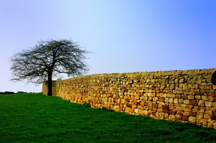 arbre et mur