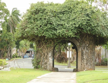 дерево арка