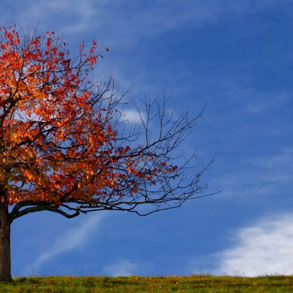 drzewo jesień liść