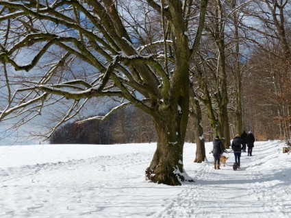 neige avenue arbre