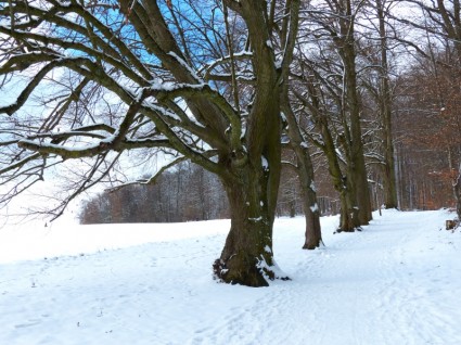Baum-Avenue-Schnee