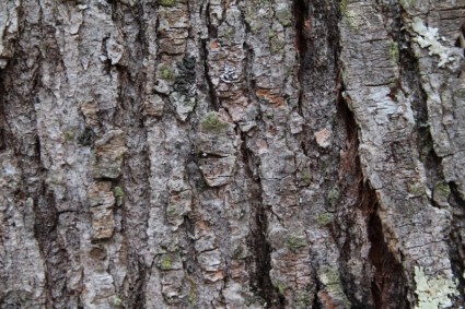 木の樹皮の背景