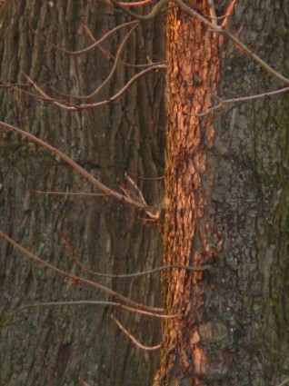 holofotes de casca de árvore
