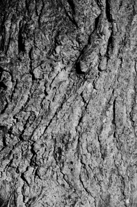 樹樹皮紋理