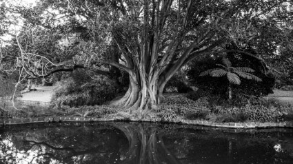 siyah-beyaz ağaç su