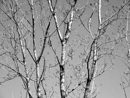 cabang-cabang pohon