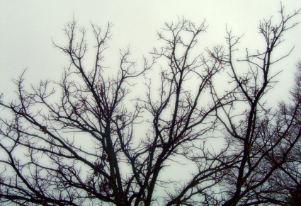 ramas de los árboles