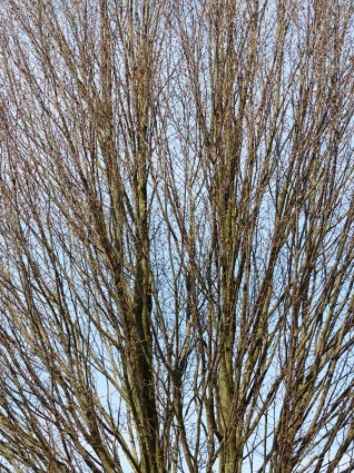 Baum Zweige Natur