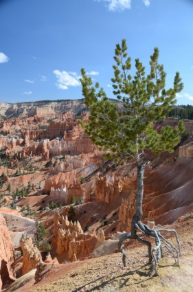 arbre de bryce canyon parc national de bryce canyon