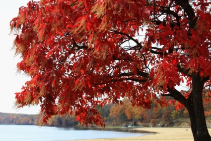 albero sul lago