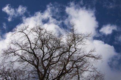 niebo chmury drzewo