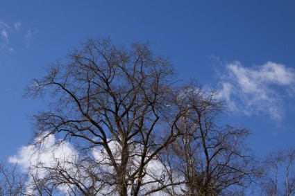 cielo de nubes de árbol