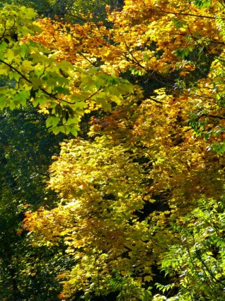 folhas da árvore colorida