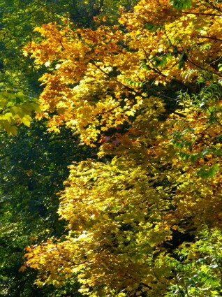 folhas da árvore colorida