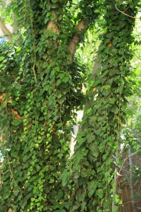 pohon ditutupi dengan ivy