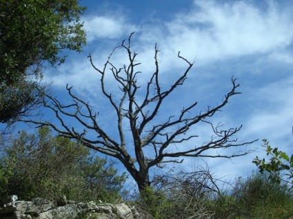 شجرة ميتة النبات الميت