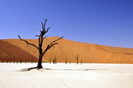 ツリーの砂漠ナミブ