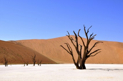 árvore no deserto namib